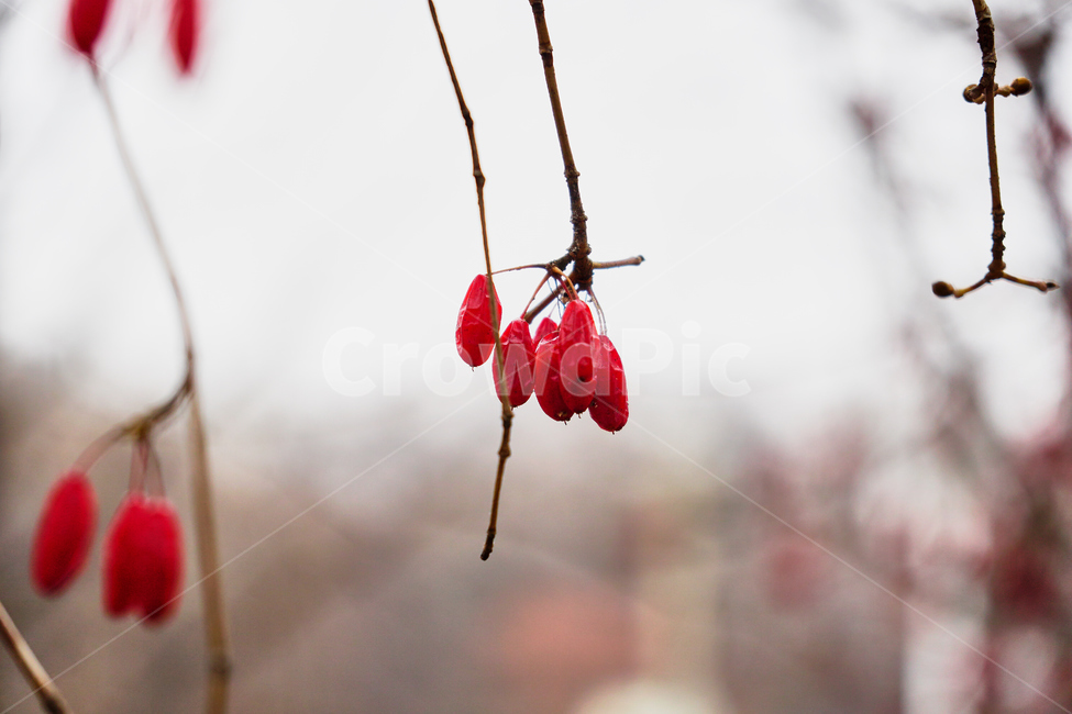 산수유,plant,식물,열매,붉은색,레드,과실