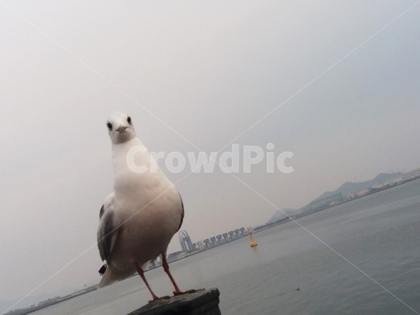 갈매기,평화광장,하얀새,새,배경