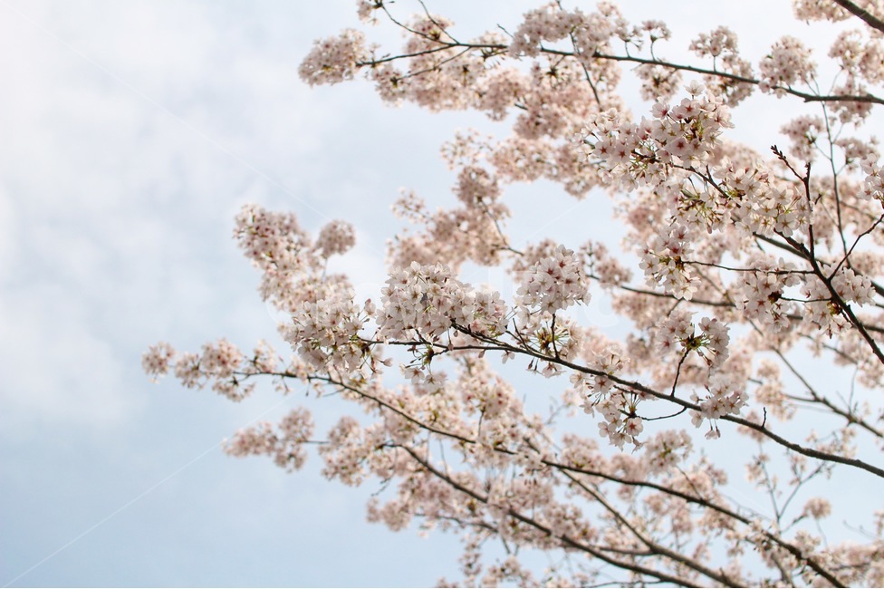 봄,꽃,벚꽃,벚나무,벚꽃나무,봄,계절,spring,season,식물,자연,plants,nature,꽃,flower,plant,blossom,cherry blossom