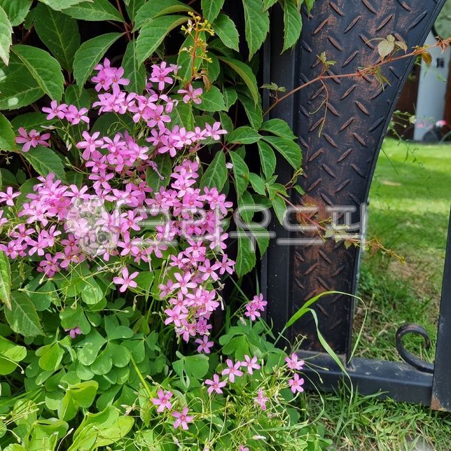 분홍꽃,꽃,자연,엔틱,예쁜꽃,plant,식물