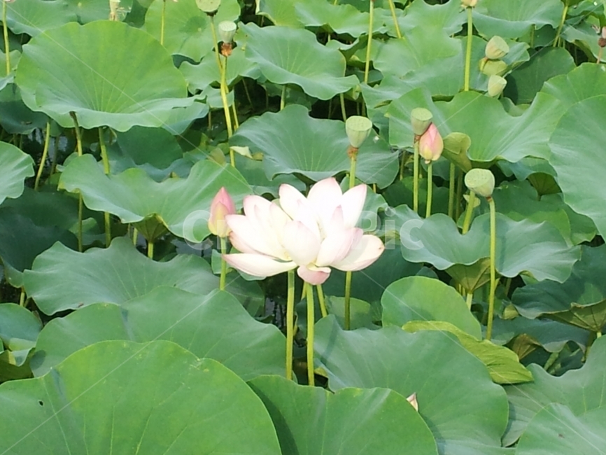 연껓,꽃,연못,잎,초록,녹색,연잎,Lotus,Pond,Flower,식물,자연,plants,nature,꽃,flower