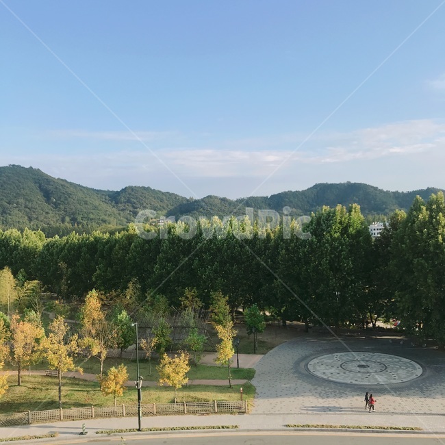 나무,하늘,자연,풍경,초록