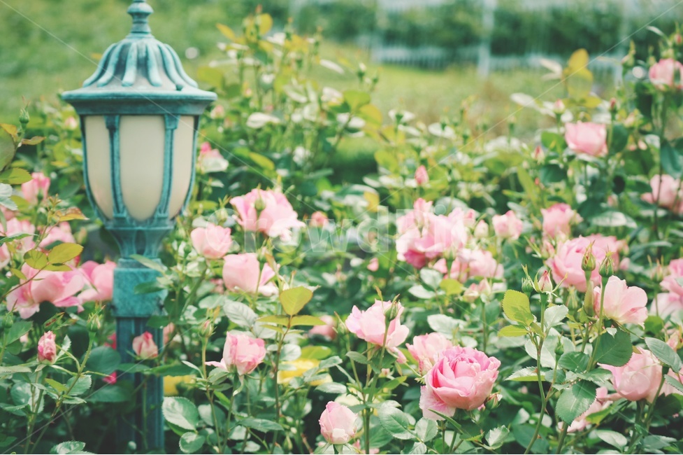 장미,rose,꽃,flower,봄,spring,식물,자연,plants,nature,꽃,flower,감성,sensible,feeling