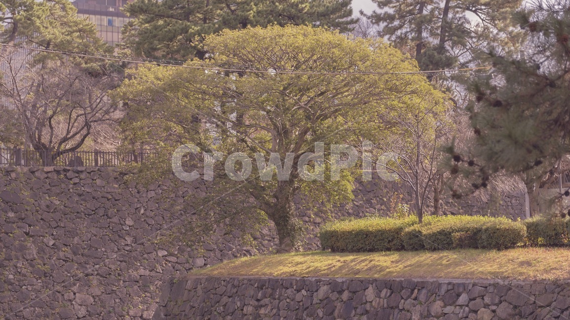 tree,나무,plant,식물,일본,관광지