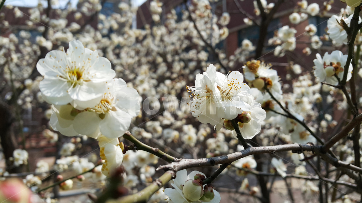 벚꽃,꽃,flower,봄,spring,나무,plant,식물,blossom,cherryblossom,아름다운,예쁜,생명,새싹,봄,계절,spring,season,식물,자연,plants,nature,꽃,flower,cherry blossom