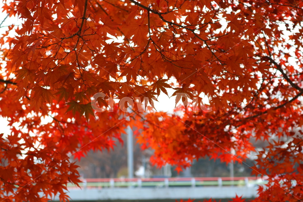나무,단풍,단풍나무,식물,가을,자연,가을,계절,fall,autumn,season,식물,자연,plants,nature,plant,leaf,잎,tree,maple