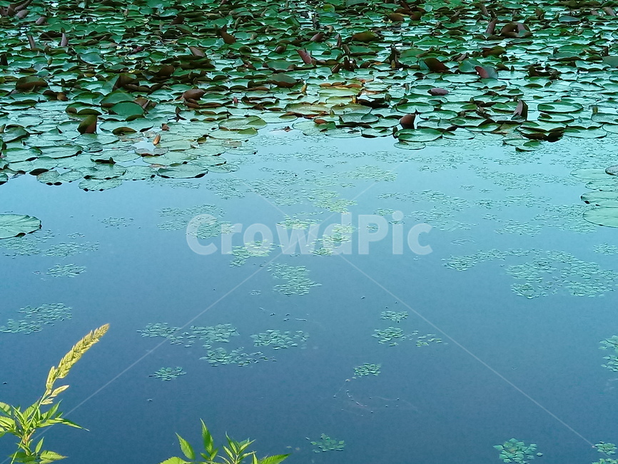 수련,수생식물,waterlily,식물,관상용,연못