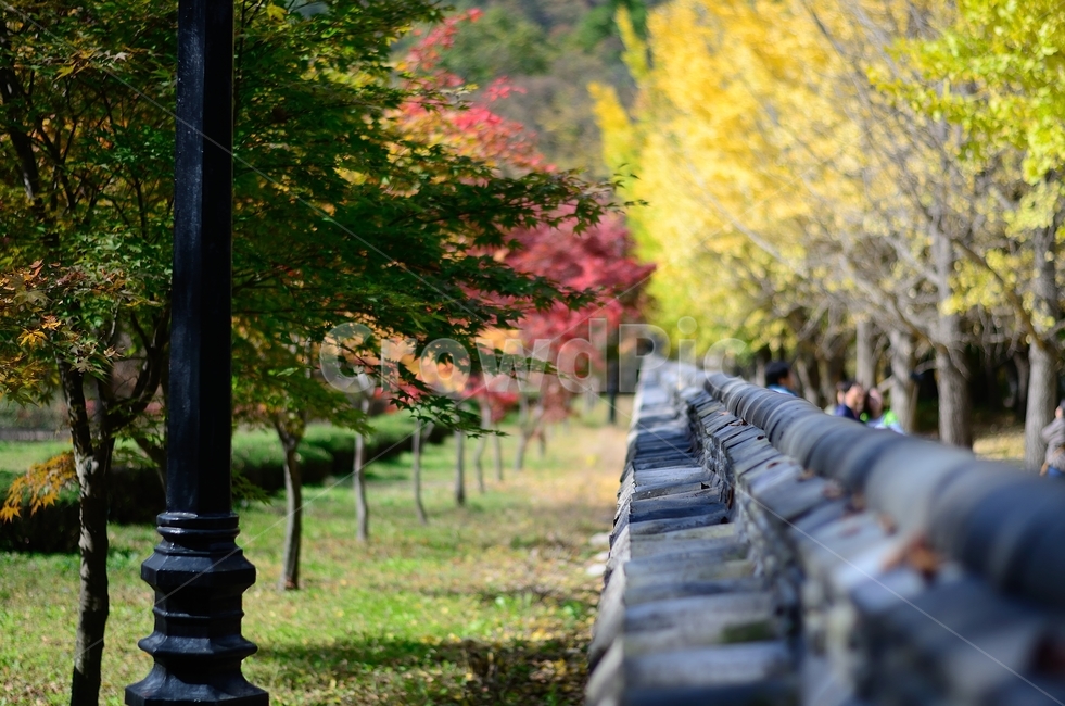 가을풍경,단풍,은행나무,가을,식물,가을,계절,fall,autumn,season,tree,나무,plant