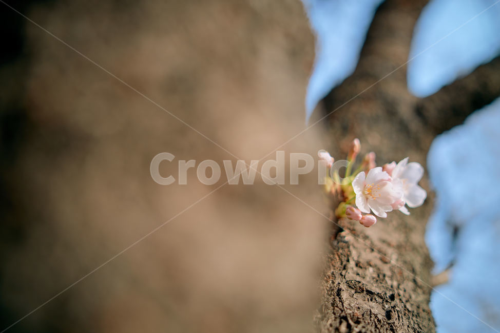벚꽃,봄꽃,하얀꽃,벚꽃감성,보케,봄,계절,spring,season,식물,자연,plants,nature,꽃,flower,plant