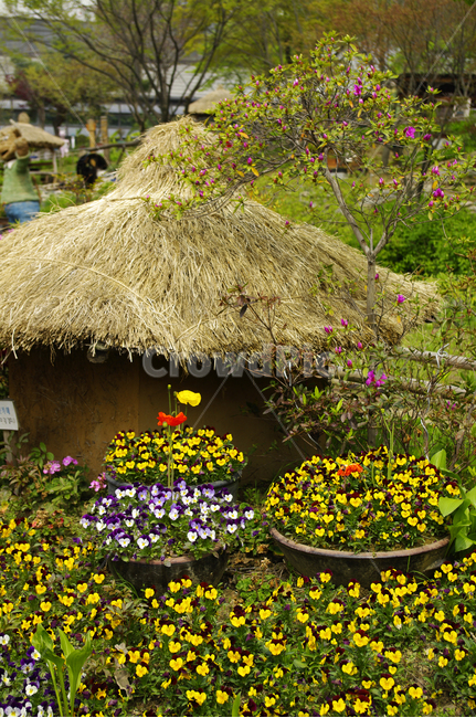화분,꽃,짚,조경,flower,식물,자연,plants,nature,꽃,flower