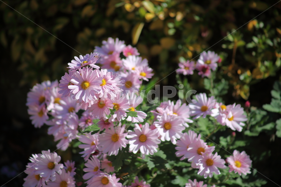 국화,식물,꽃,가을꽃,chrysanthemum,식물,자연,plants,nature,꽃,flower