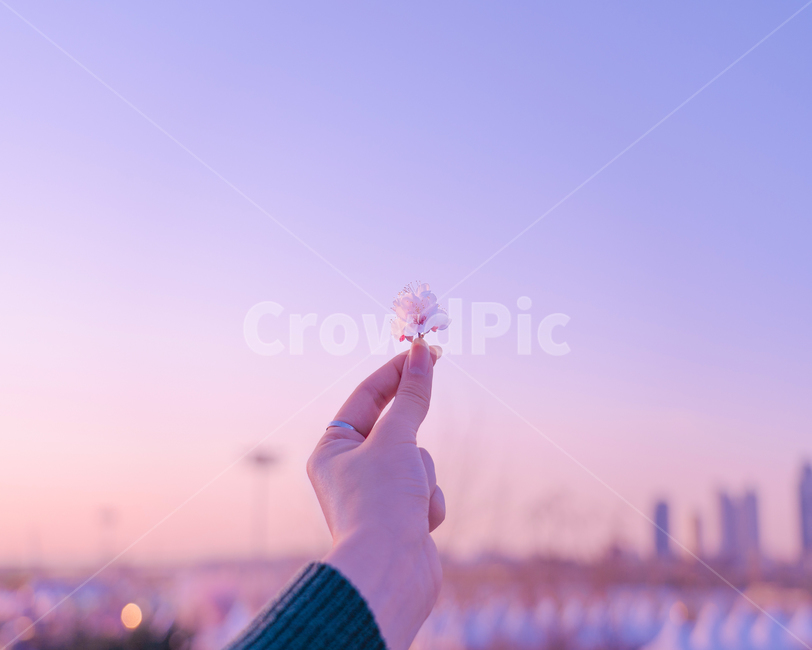 벚꽃,여의도,꽃,윤중로,한강공원,봄,계절,spring,season