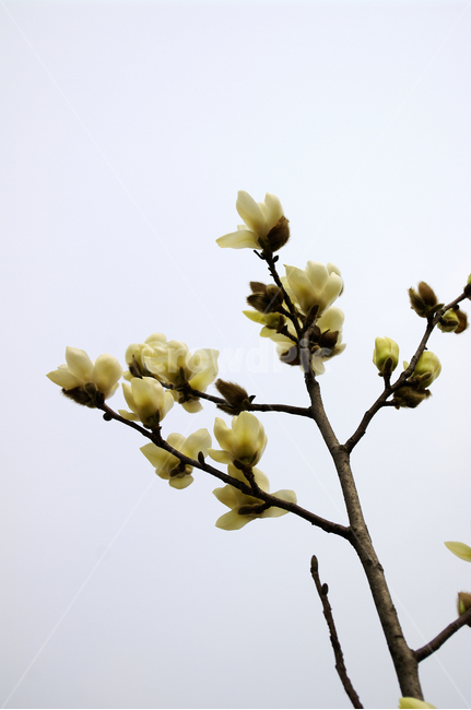 식물,plant,자연,nature,꽃,flower,목련,봄,spring,계절,식물,자연,plants,nature,꽃,flower