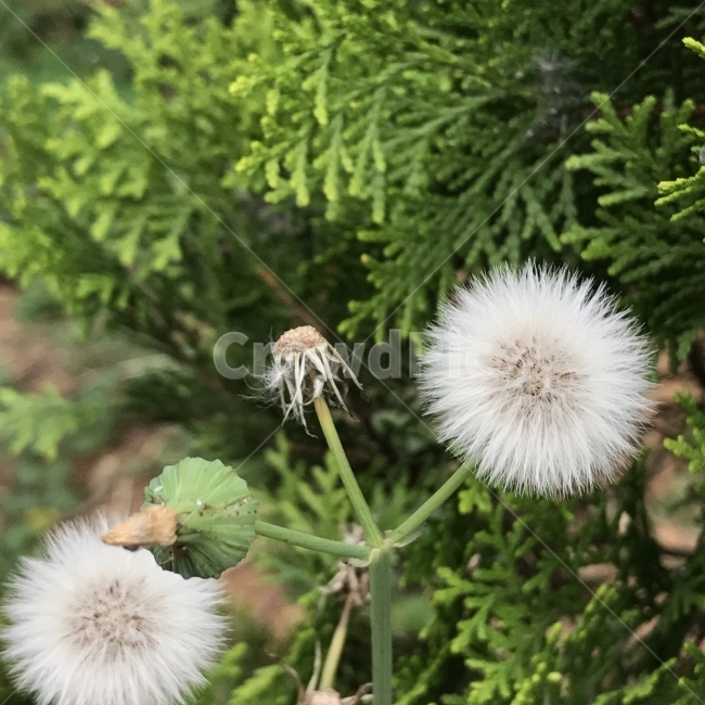 붉은서나물,대룡국화,물쑥갓,민머위나물,국화과,씨앗,한해살이풀,쇠서나물,나물,식용,야생화,꽃,Flower,식물,자연,plants,nature,꽃,flower