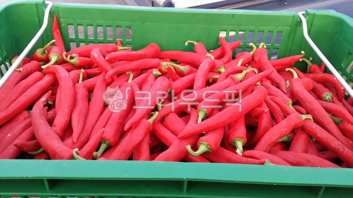 고추,홍고추,고추수확,고추건조,고추재배