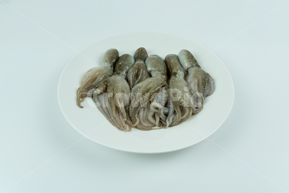 해산물,해물,낙지,주꾸미,요리재료,음식재료,어류,해양생물,문어,싱싱한,신선한,요리,음식,식품,누끼,동물