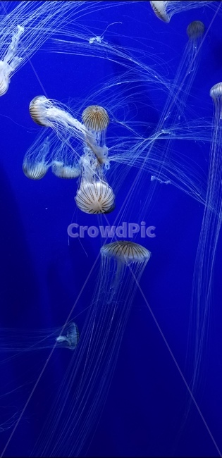 수족관,미국,아쿠아리움,aquarium,동물,수중생물,animal,america,blue,파랑,해파리,jellyfish,light,빛