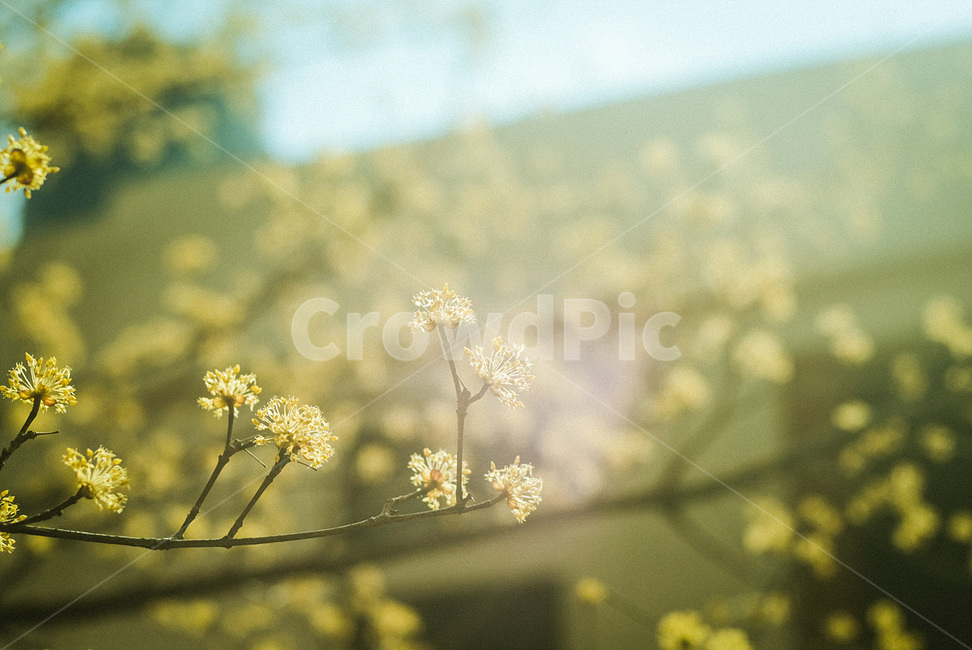 plant,식물,산수유,꽃,flower,blossom,식물,자연,plants,nature,꽃,flower