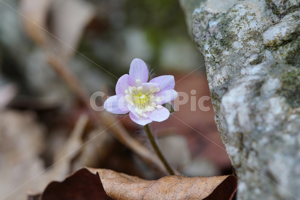 노루귀,수리산,꽃,자연,산,봄,식물,자연,plants,nature,꽃,flower