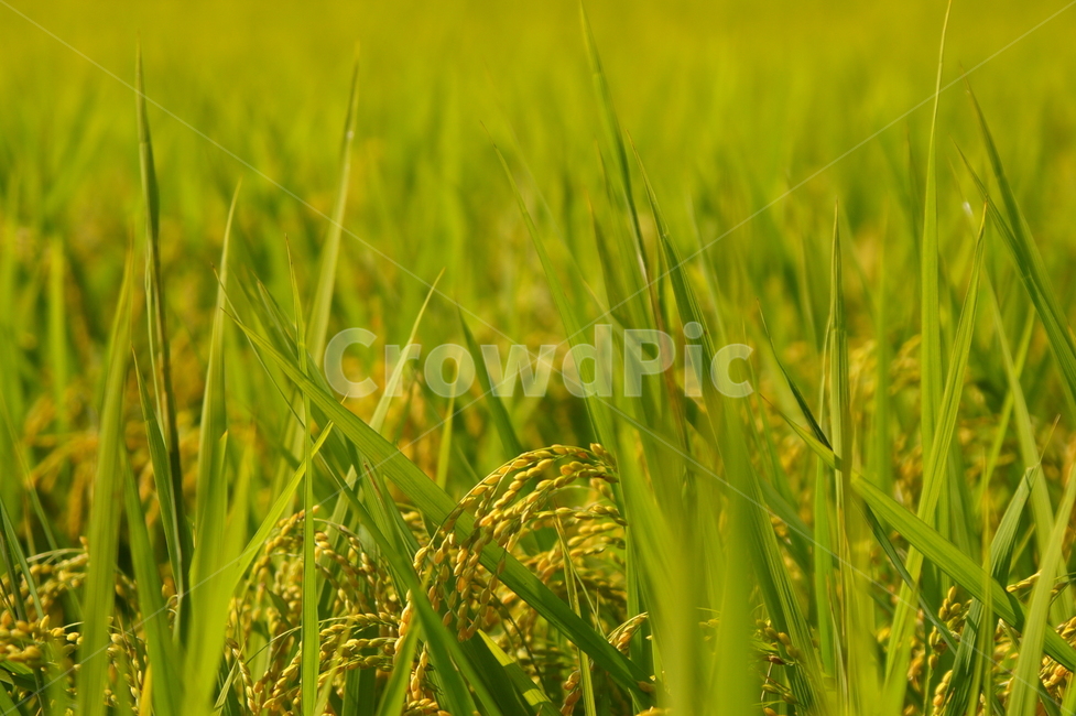 벼,논,벼농사,농사,들판,가을,추수,쌀,곡류,곡식,cereals
