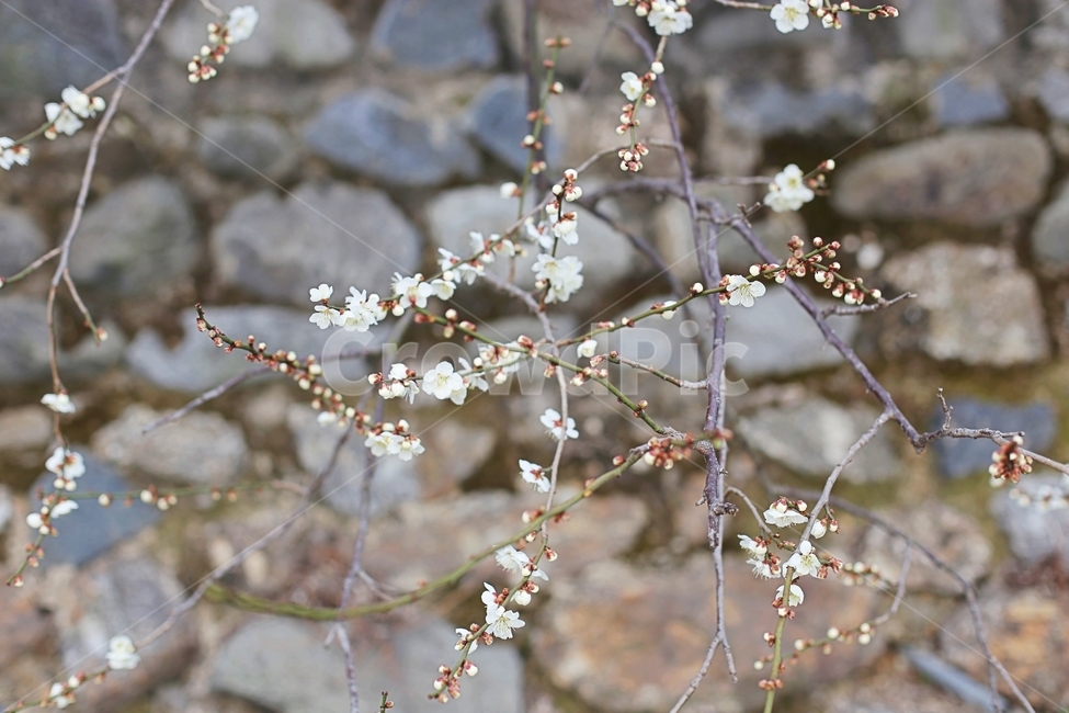 매화,매화꽃,하동,봄,매화축제,봄,계절,spring,season,식물,자연,plants,nature,꽃,flower,plant,blossom,cherry blossom,벚꽃