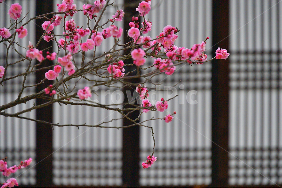 매화,매화꽃,봄꽃,봄,분홍,핑크,pink,식물,나무,spring,봄,계절,spring,season,식물,자연,plants,nature,꽃,flower,plant,blossom