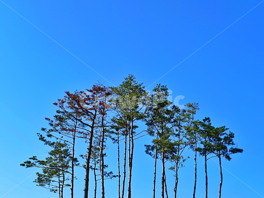 하늘,나무,긴나무,tree,가을하늘,sky,식물,자연,plants,nature,나무,trees,wood