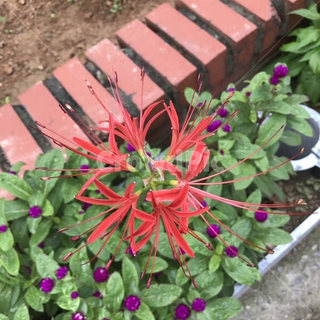 석산,가을가재무릇,꽃무릇,RedSpiderLily,SpiderLily,천일홍,수선화과,사찰꽃,여러해살이풀,상사화속,약재,독초,최토효능,군락,식물,꽃,Flower,식물,자연,plants,nature,꽃,flower