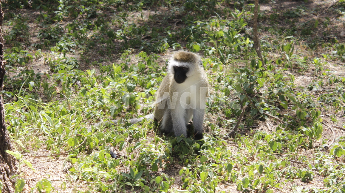 animal,동물,wildlife,야생생물,mammal,포유류,monkey,원숭이,아프리카,포유류,mammal