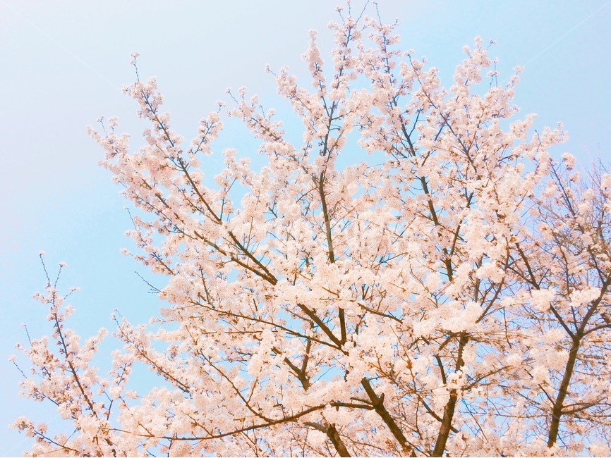 벚꽃,봄,cherryblossom,spring,flower,꽃놀이,봄,계절,spring,season,식물,자연,plants,nature,꽃,flower,나무,trees,wood,plant,cherry blossom,blossom