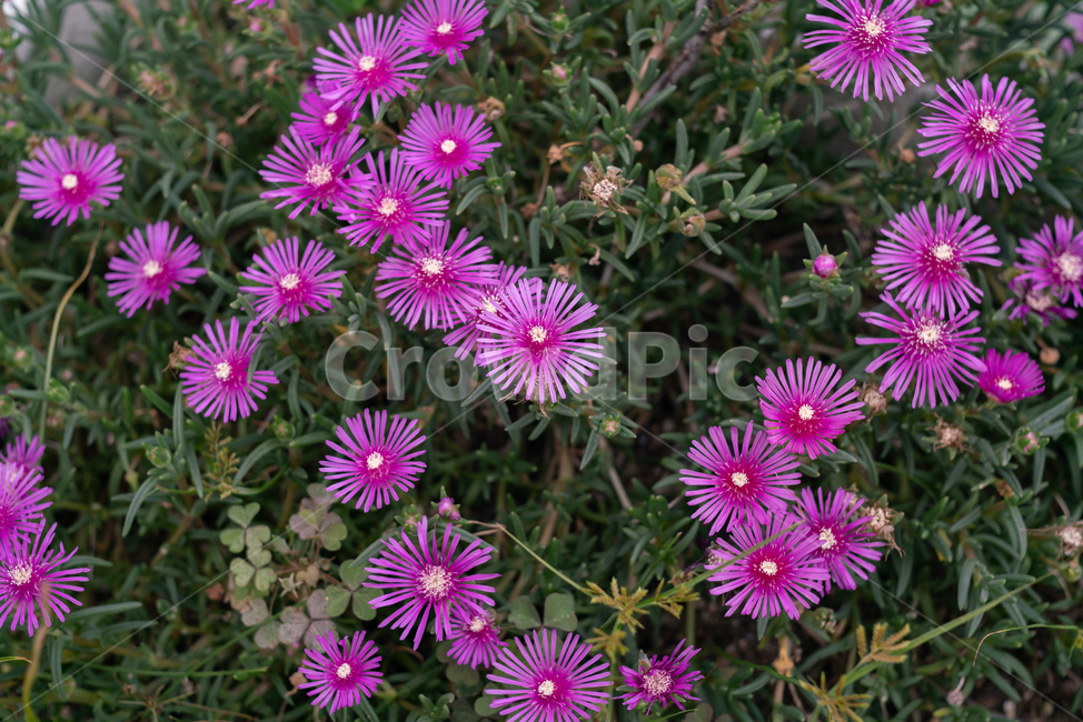 송엽국,람프란서스,lampranthus,plant,식물,flower,blossom,꽃