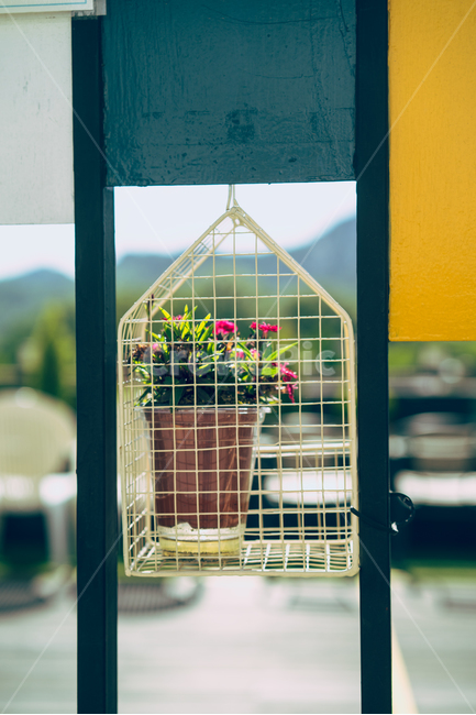 봄,봄꽃,자연,감성,봄향기,봄내음,식물,자연,plants,nature,꽃,flower,실내용화초,화분,화초,house plant,인테리어,실내디자인,interior design