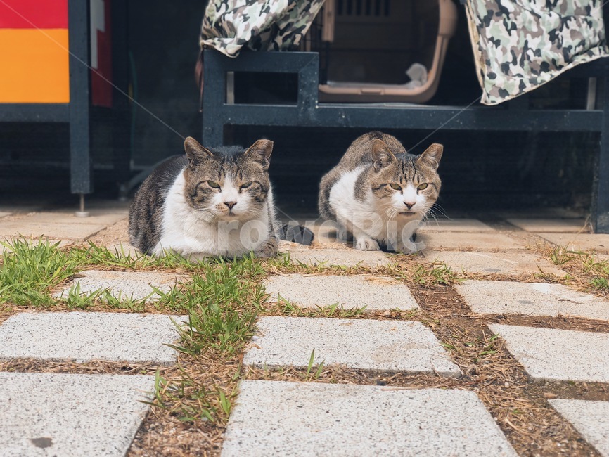고양이,cat,동물,animals,cats,동물,animal,포유류,mammal,고양이,cat,kitten,kitty