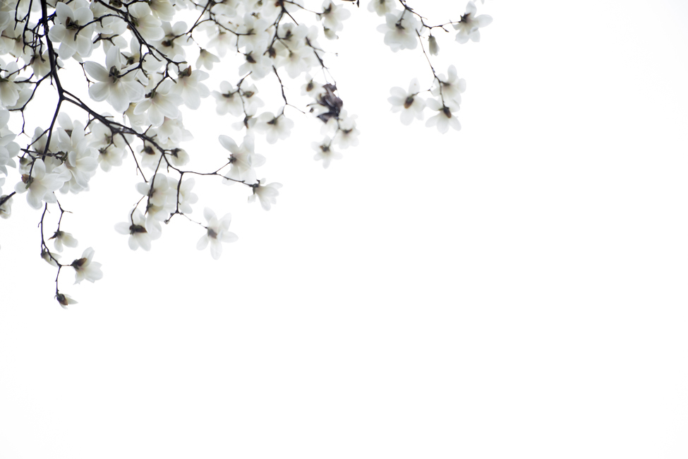 목련,목련나무,백목련,봄,꽃,봄,계절,spring,season,식물,자연,plants,nature,꽃,flower,plant,blossom