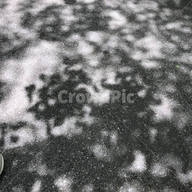 그림자,shadow,땅,바닥,햇빛,나뭇잎,나뭇잎그림자,실루엣,그림자,silhouette,shadow