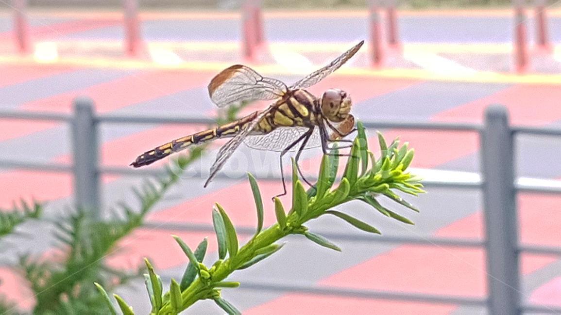 잠자리,가을,곤충,고추잠자리,곤충채집,비온뒤,곤충,벌레,insect,bug