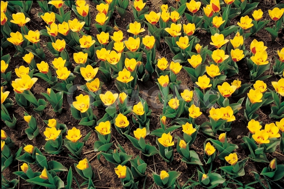 꽃,배경,예쁜,밝은,튜울립,화사한,노란색,노랑,yellow,봄,계절,spring,season,식물,자연,plants,nature,꽃,flower,plant,blossom
