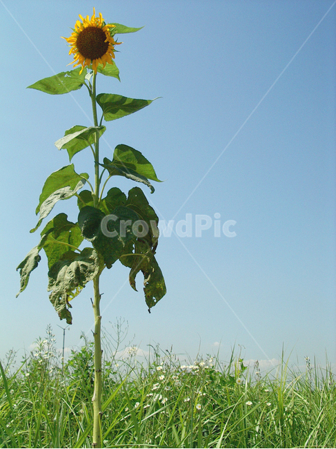 해바라기,sunflower,꽃,하늘,sky,flower,flora,bloom,풍경,감성,여름,summer,자연,식물