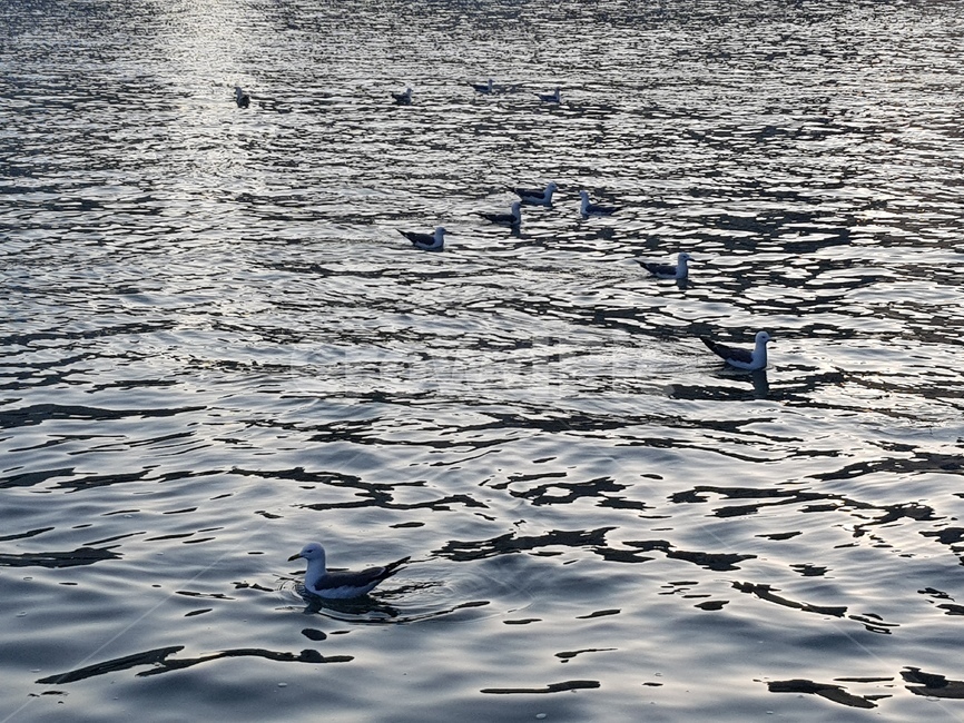물,water,bird,animals,cozy