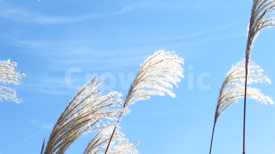 가을,갈대,reed,하늘,sky,갈대밭,가을하늘,양재천,fall,autumn,캐논SX40,CanonSX40,CanonSX40HS,가을,계절,fall,autumn,season,식물,자연,plants,nature,휴식,힐링,rest,relaxation,healing,grass,잔디,plant,lawn