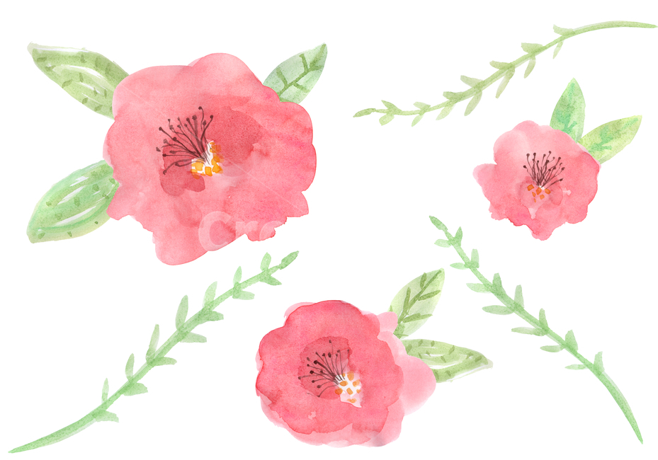 꽃,양귀비,잎,식물,잎사귀,패턴,열매,나뭇가지,나뭇잎,붉은꽃,사랑,flower,plant,blossom,수작업,수채화,손그림,일러스트,동양화,동백꽃,그래픽,일러스트레이션,graphic,illustration