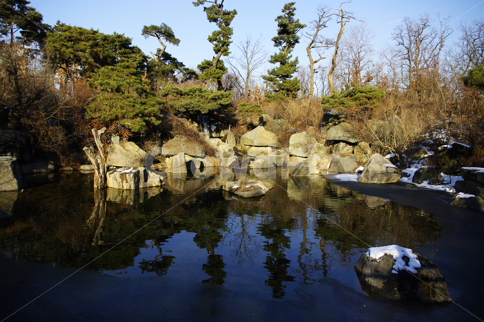 식물,plant,자연,nature,연못,나무,겨울,계절,winter,season,자연,풍경,nature,landscape,land,땅,outdoors,옥외,water,물