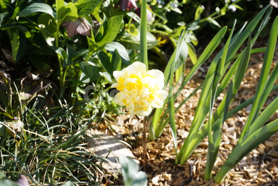 꽃,봄,자연,식물,햇살,식물,자연,plants,nature,꽃,flower