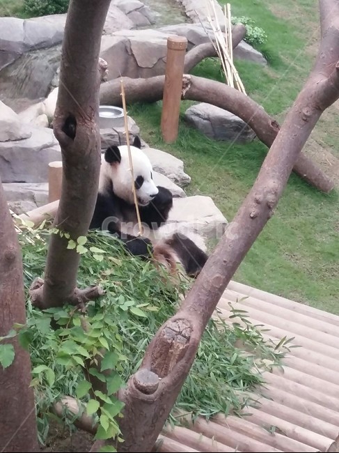 중국사천성,포유류,대나무잎,랫서판다,초식,희귀동물,동물,animal,포유류,mammal