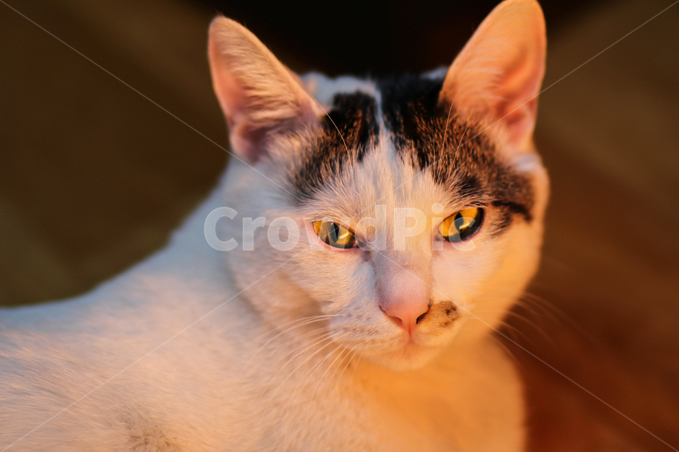고양이,cat,animal,동물,야옹이,kitty,애묘,동물표정,애완동물,포유류,pet,집고양이,반려동물,유기묘,길냥이,kitten,아기고양이,코숏,코리안숏헤어,캣대디,캣맘,반려묘,휴식,힐링,res,trelaxation,healing,포유,류mammal,동물,animal,포유류,mammal,고양이,cat,kitten,kitty