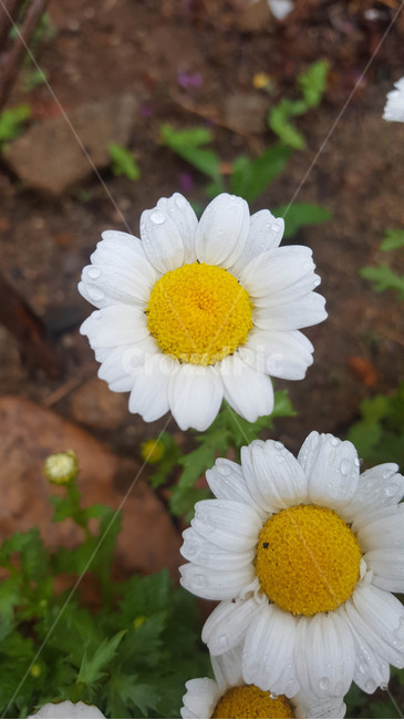 꽃,근접,flower,봄,식물