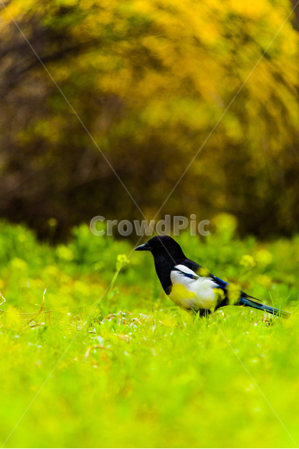 봄,새,까치,수목원,들,봄,계절,spring,season,동물,animal,조류,새,birds,bird