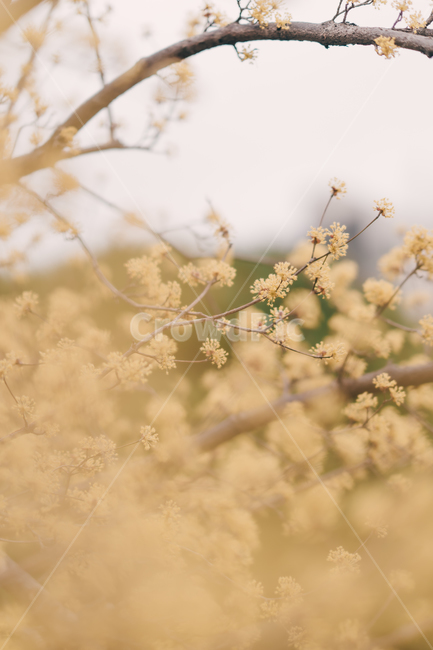 봄,꽃,blossom,flower,산수유,감성,색깔,색상,색채,color,감성사진,봄,계절,spring,season,식물,자연,plants,nature,꽃,flower