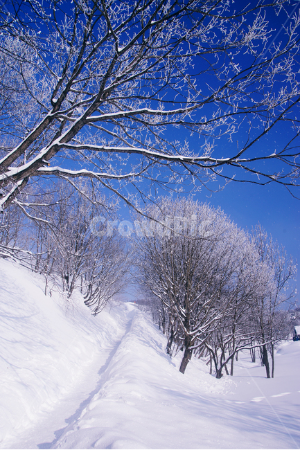 겨울,파란하늘,상고대,눈길,하얀나무,겨울,계절,winter,season,자연,풍경,nature,landscape,outdoors,옥외,snow,눈
