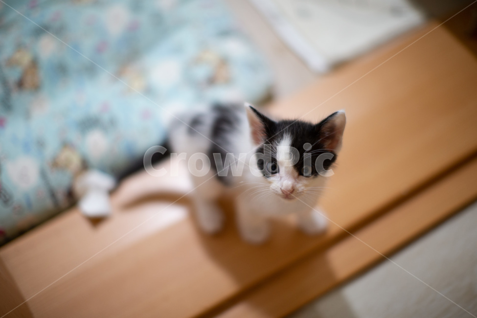 고양이,아기고양이,pet,새끼고양이,cat,귀여운고양이,kitten,kitty,cutecat,동물,animal,포유류,mammal,고양이,cat,kitten,kitty